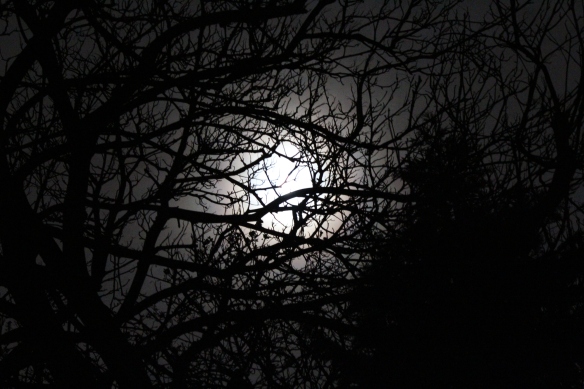 Tree branch moonlight