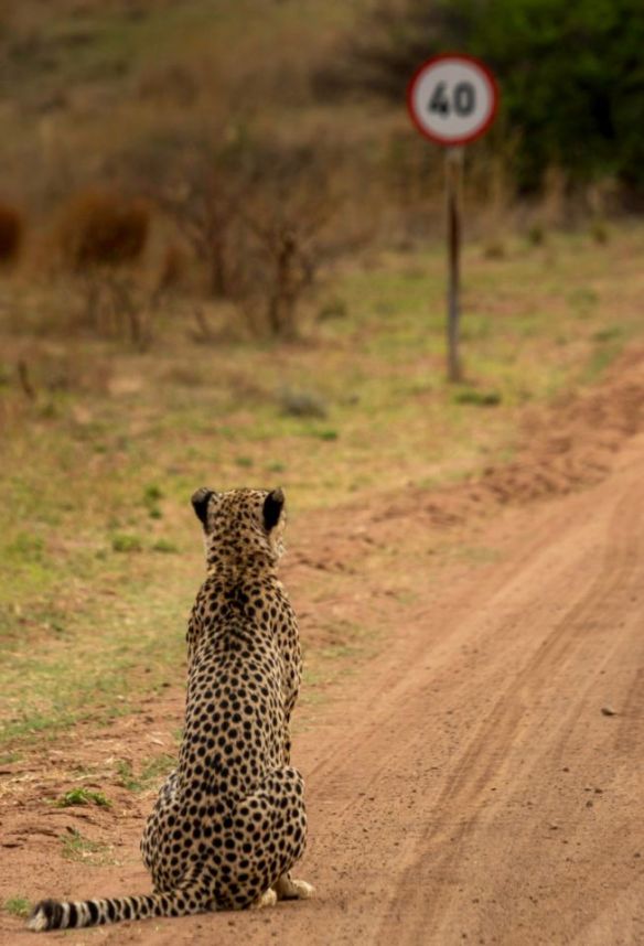 cheetah-speeding-sign